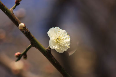 Close-up of plum