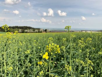 Yellow flowering plants on field against sky