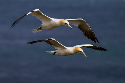 Gannets flying over sea