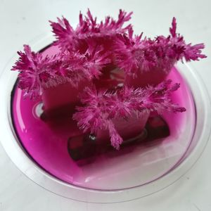 High angle view of pink flowers on table