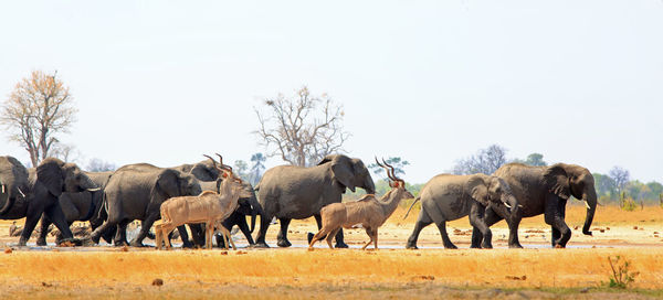 Herd of african elephants s and kudu walking on the plains