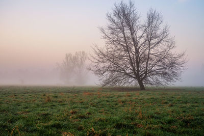 Bare tree on field against sky