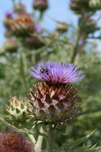 Close-up of purple flowers