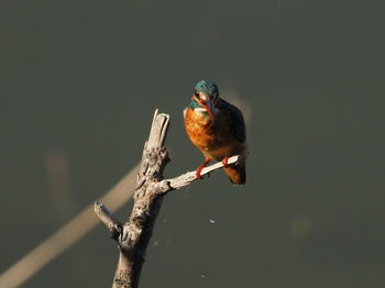 Close-up of bird perching on branch