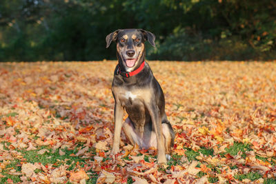 Funny cute female dog sitting on ground in park among autumn fall yellow red leaves. 