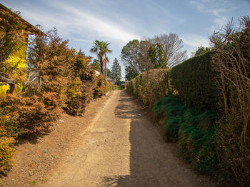 Empty road along plants and trees against sky