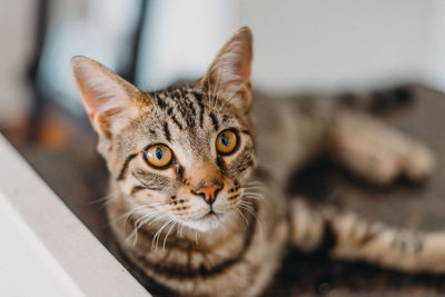 Close-up portrait of cat at home