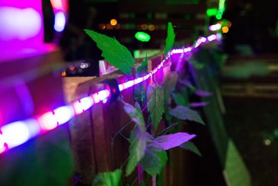 Close-up of illuminated christmas lights