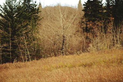 Trees on field in forest