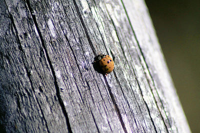Close-up of insect on tree trunk