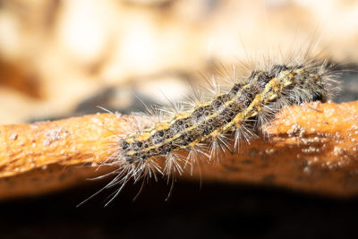 Close-up of insect on plant