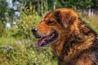 Close-up of dog on field