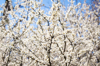 Spring tree full of flowers