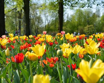 Yellow tulips in park