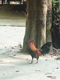 Close-up of rooster in farm