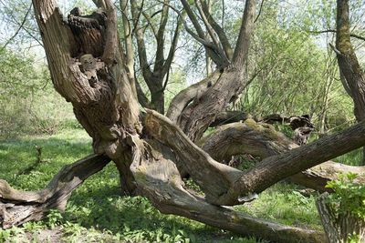 Trees in forest