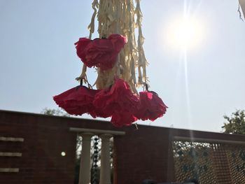 Low angle view of red flower hanging against sky