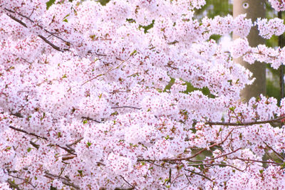 Close-up of pink cherry blossoms in spring