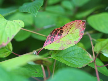Close-up of butterfly on leaf