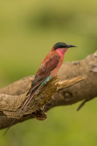 Close-up of bird perching on branch