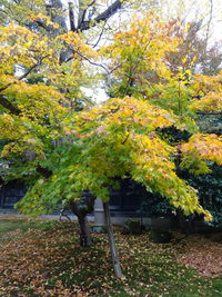 Trees in park during autumn