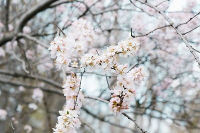 The first day of spring. white cherry blossoms on a tree branch. selective focus