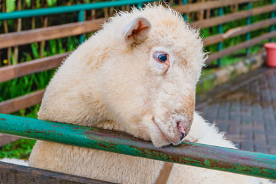 Close-up of portrait of an animal against blurred background