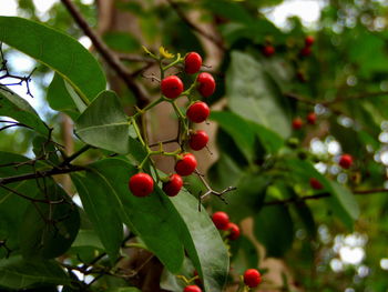 Close-up of berries growing on tree