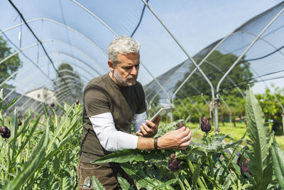 Farmer with tablet pc examining quality of artichoke in greenhouse on sunny day