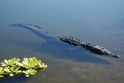 High angle view of crocodile in water