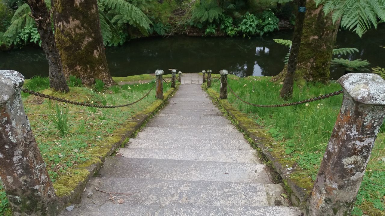 WALKWAY AMIDST PLANTS IN PARK