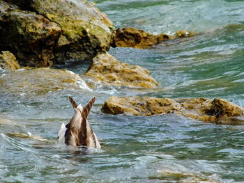 Water splashing on rocks