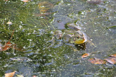 High angle view of bullfrog swimming in lake