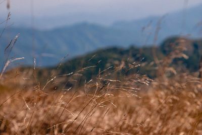 Close-up of plants on field against sky