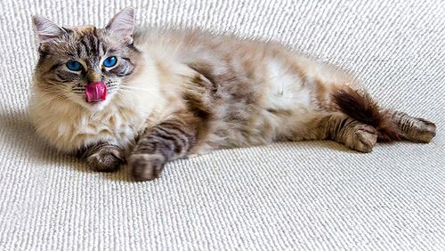 Portrait of cat lying on bed