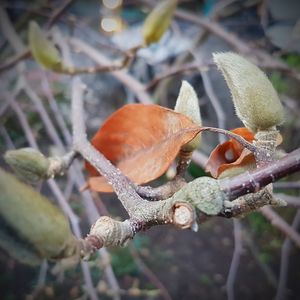 Close-up of crab perching on branch