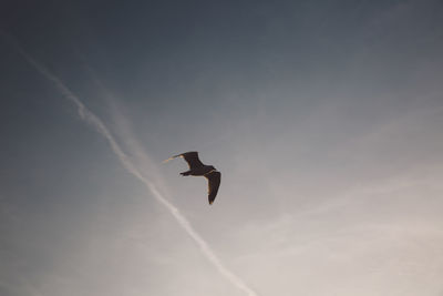 Low angle view of bird flying against sky