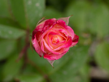 Close-up of pink rose