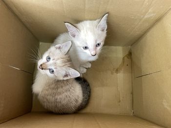 Portrait of cat sitting in box