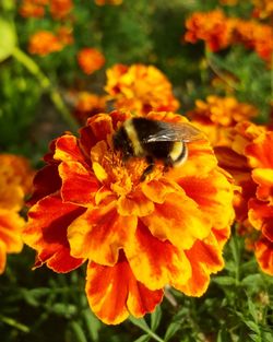 Close-up of bee on yellow marigold