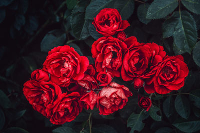 Close-up of red rose bouquet