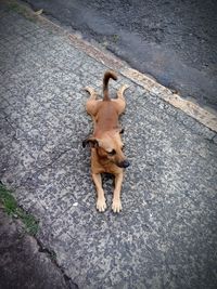 High angle view of dog standing on footpath