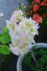 Close-up of flowers blooming outdoors