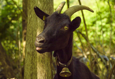 Close-up of goat by tree