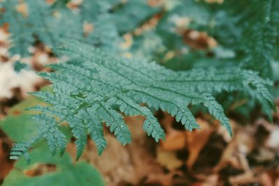 Close-up of frozen leaves during winter