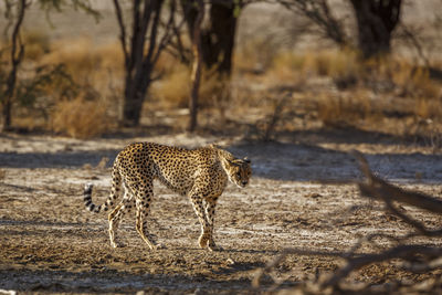 Cheetah walking on field