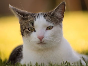 Portrait of domestic cat sitting 