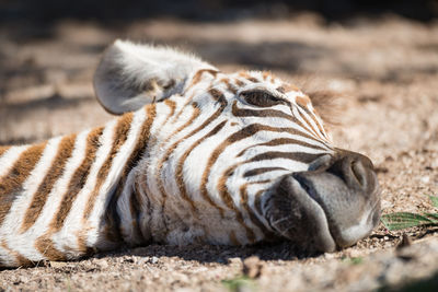 Close-up of zebra lying on field