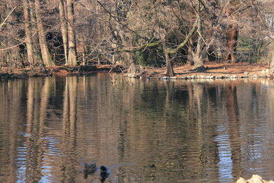 Scenic view of lake in forest