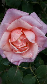 Close-up of wet pink rose blooming outdoors